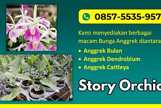 Hubungi 0857–5535–9578, Jual Anggrek Bulan Putih di Malang