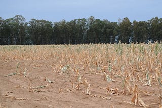 Photo of a cornfield destroyed by drought.