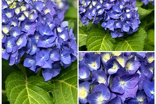 Haiku — Hydrangea