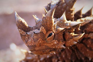 WHAT IS THORNY DEVIL ????