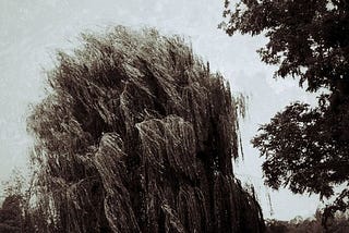 Life was a willow and it bent right toward your wind