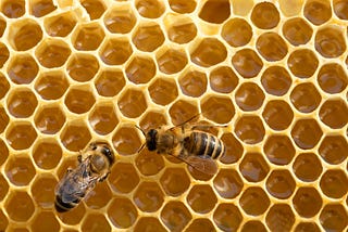 Why honey is important for our health?