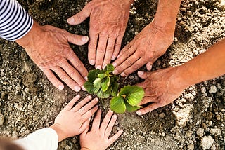 Hands of different sizes and skin tones are laid on the ground around a seedling.