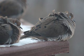 Delightful Doves: These Adorable Borb Videos Will Give you the Feels