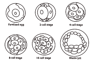 Your embryonic cells are more important than you think.