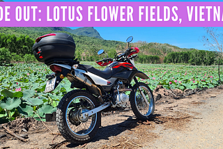 Ride out: Lotus flower fields, Quang Nam, Vietnam
