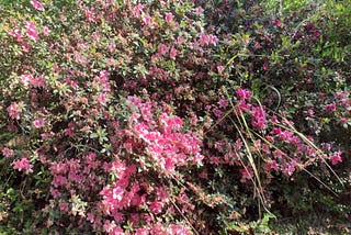 A photo of a cluster of bright fuchsia flowers.