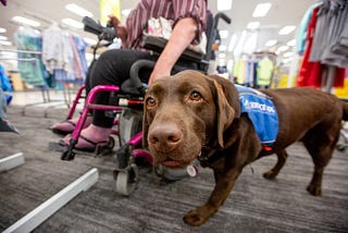 A chocolate lab wearing a service vest looks into the camera as her handler is out of focus in a store in the background.