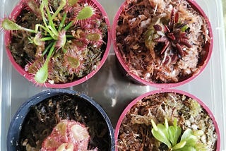 The Flesh Eating Hobby: The Challenging and Rewarding Journey of Collecting Exotic Plants