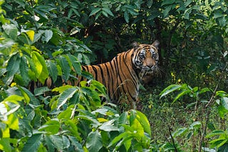 A photo of a tiger in India