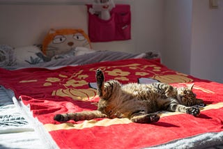 Siesta