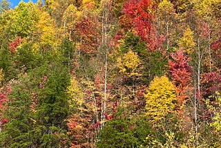 October Makes Me Glad to be Alive