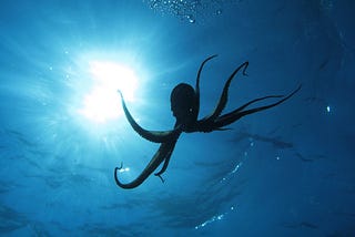 What the Octopus Has Taught Me about Mental Resilience