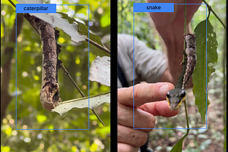 Biodiversity Meets Foundation Models