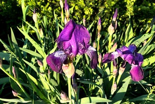 Irises!