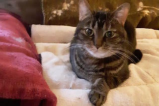 Weird Things My Cats Do