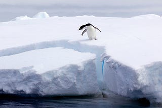 penguin standing on block of ice