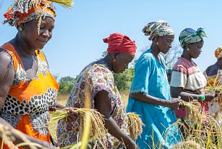 Sénégal : Bouse de vache, la « pépite verte » des femmes de Kolda