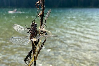 How to Catch a Dragonfly