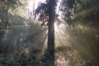 Sunbeams Stream