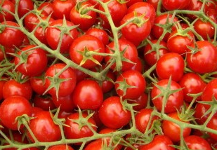 Pomidorowa Odyseja — część III