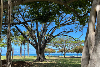 A photo of banyan trees framing a view of Waikiki Beach