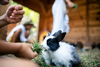 How long can rabbits go without food?