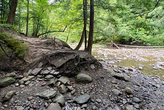 Rocks and the roots of a tree along a shallow creekbed