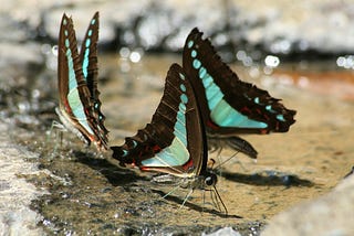 The Plight of Insect Conservation in Australia