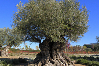 THE OLIVE TREE AND THE DESCENDANTS OF ABRAHAM