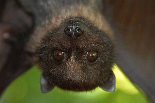 Creepin’ it Real: Why Bats Don’t Suck