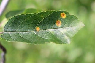 Foliar Leaf diseases in Apple Trees