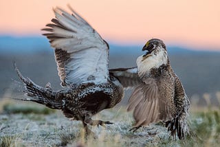 Amazing photos: Sage rhythms and sage-grouse in the new west