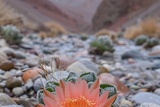 Defiant Blossoms: Spring Cacti in the Mountains