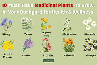 Why You Should Grow These 10 Medicinal Plants in Your Backyard