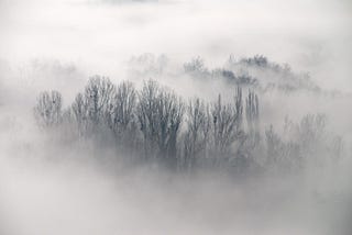 Tree top branches in fog