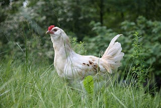 The Chicken Chase: Getting Excited About Problem Solving