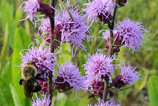Group convenes to set priorities for managing and protecting native vegetation and biodiversity