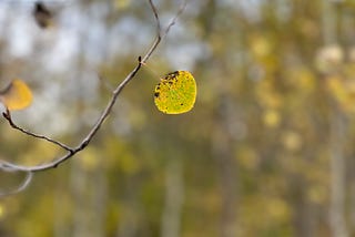 A focus on a single leaf clinging to a tree with more trees blurred in the background.