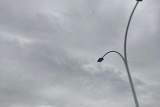 às vezes acho que os urubus tem certeza que os postes altos de luz foram construído pra eles.