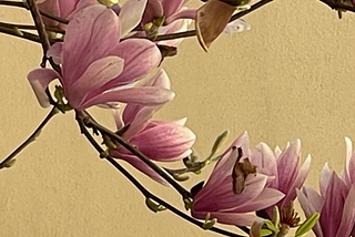 “ Ragas are pre-existing forms of joy.” — Spencer R Venugopal