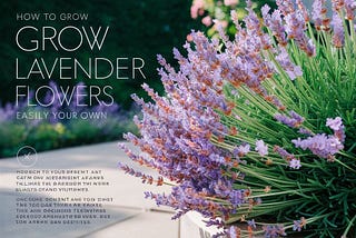 How to Grow Lavender Flowers Easily: Enjoy Their Beauty and Fragrance in Your Own Garden