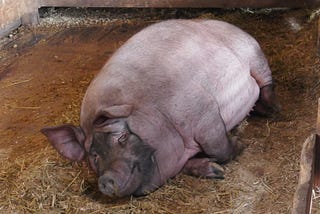 A large sow laying in a stall.