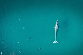 The Importance of Whales in the Atlantic Ocean