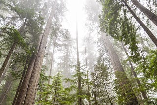 Why Blockchains Can Be Crucial to Nature Preservation and Renewable Energy