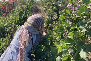 A Simple Act: Picking Veggies