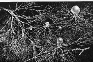 Mycelium connecting