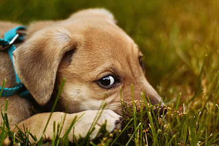 Your Productivity is Fine, Go Pet a Dog