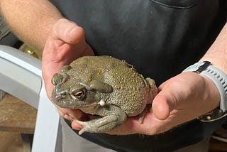 I Kissed a Toad … And I Liked It