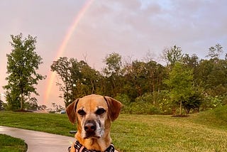 photo of tan dog with grey muzzle and pink halter sitting on concrete path with a rainbow in the sky over the trees behind her